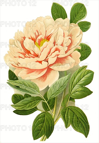 Paeonia Moutan