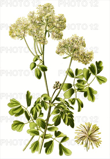 Thalictrum Aquilegiifolium