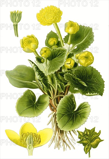 Caltha Palustris