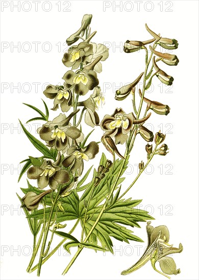 Delphinum
