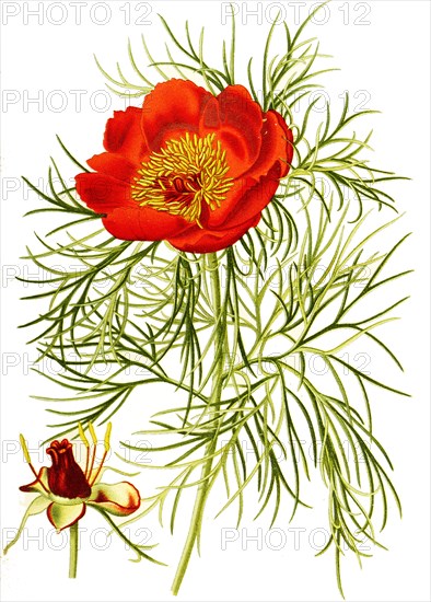 Paeonia Tenuifolia