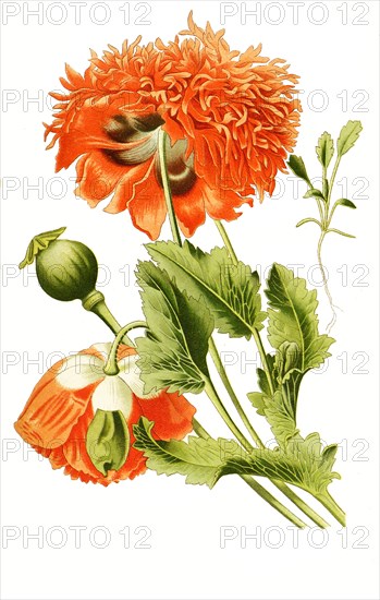 Papaver Somniferum