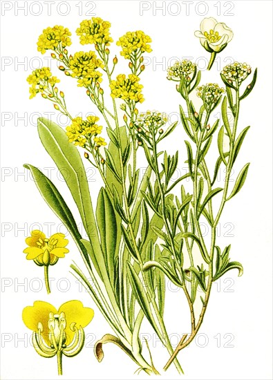 Alyssum Saxatile