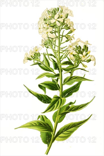 Hesperis Matronalis