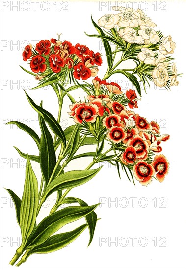 Dianthus Barbatus