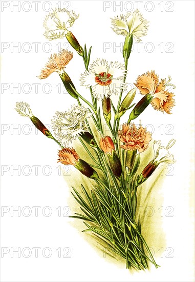 Dianthus Plumarius