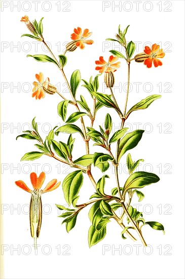 Silene Pendula