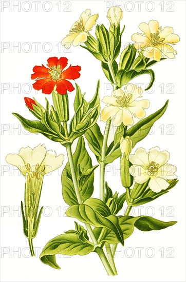 Lychnis Fulgend