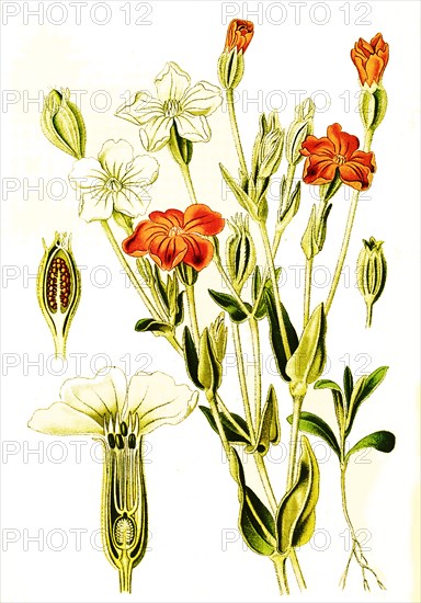 Lychnis Coronaria