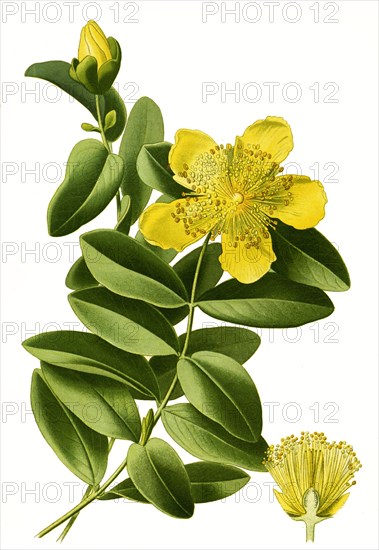 Hypericum Calycinum