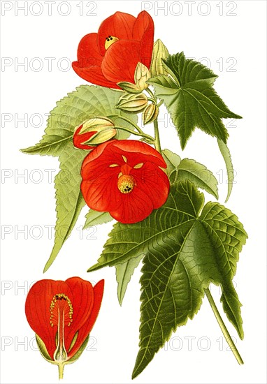 Abutilon Venoso Striatum