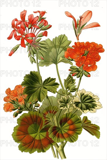 Pelargonium Zonale Hybrids