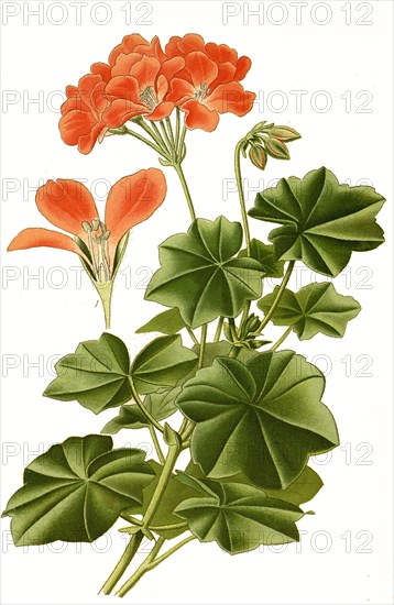 Pelargonium Lateripes