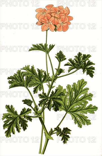 Pelargonium Graveolens
