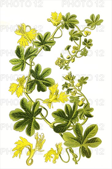 Tropaeolum Peregrinum