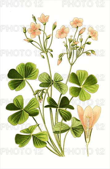 Oxalis Floribunda. Wood Sorrel Or Common Wood Sorrel. Sauerklee