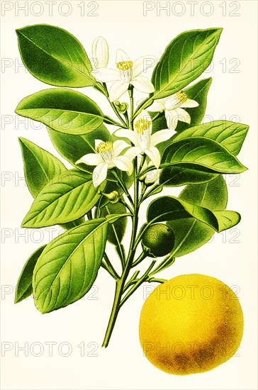 Citrus Aurantium