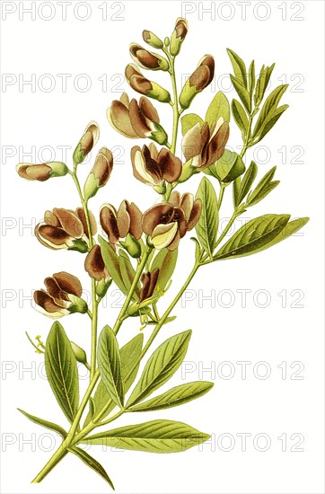 Baptisia Australis