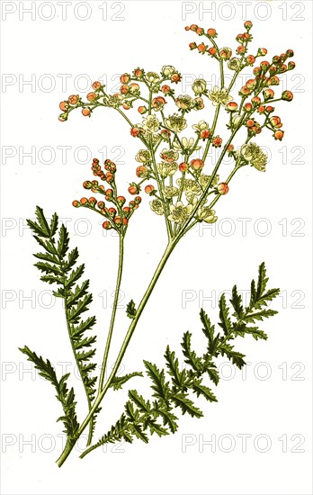 Filipendula Vulgaris