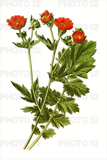 Geum Chiloense