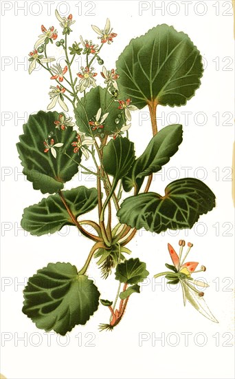 Saxifraga Sarmentosa