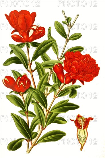Punica Granatum