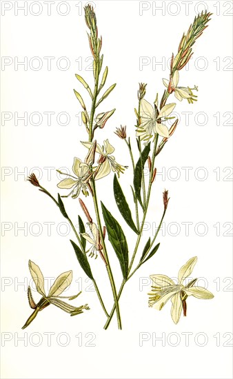 Gaura Lindheimeri. Oenothera Lindheimeri