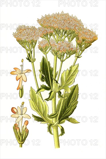 Centranthus Macrosiphon