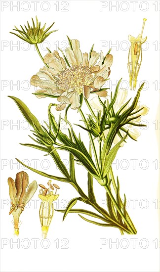 Scabiosa Caucasica