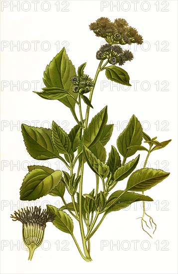 Ageratum Ceruleum