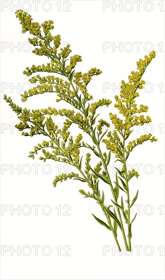 Solidago Canadensis