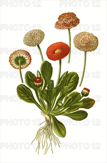 Bellis Perennis