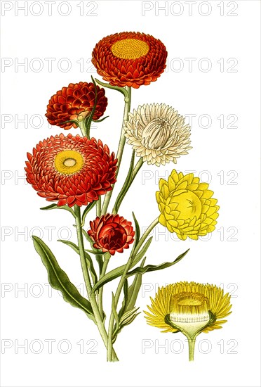 Helichrysum Bracteatum