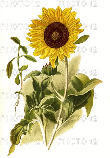 Helianthus Argophyllus