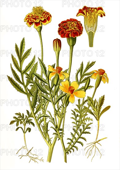 Tagetes Patula