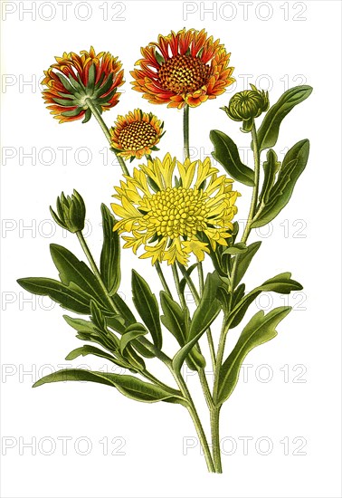 Gaillardia Pulchella