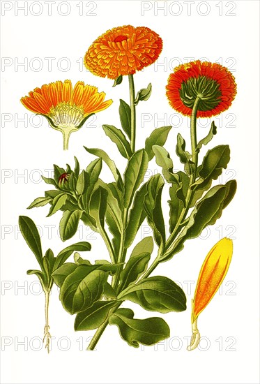 Calendula Officinalis