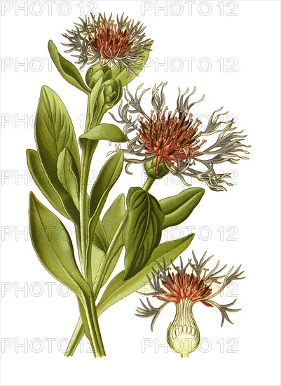 Centaurea Montana