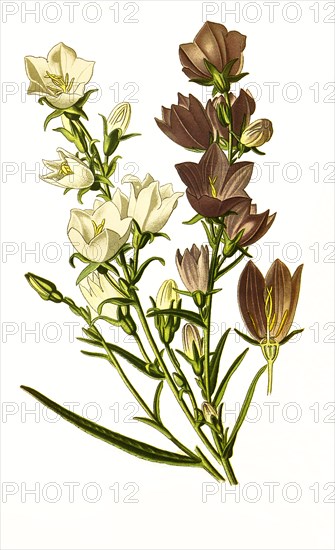 Campanula Persicifolia