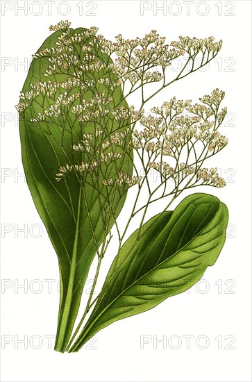 Statice Latifolia