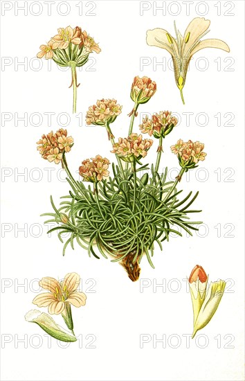 Armeria Maritima