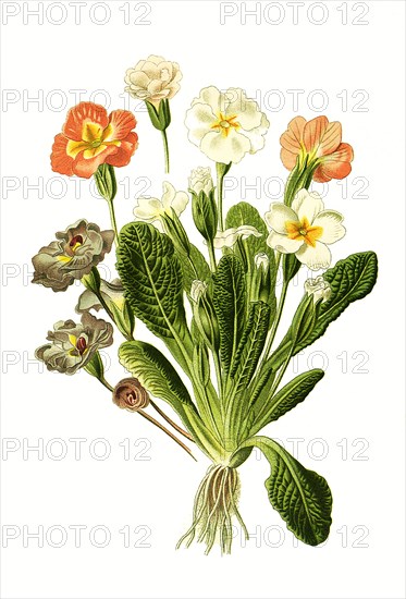 Primula Vulgaris