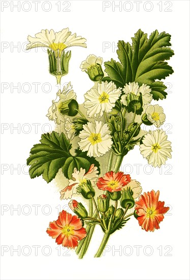 Primula Sinensis