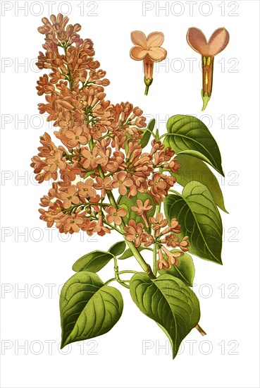 Syringa Vulgaris