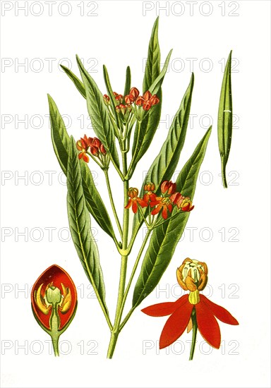 Asclepias Curassavica