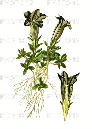 Gentiana Acaulis