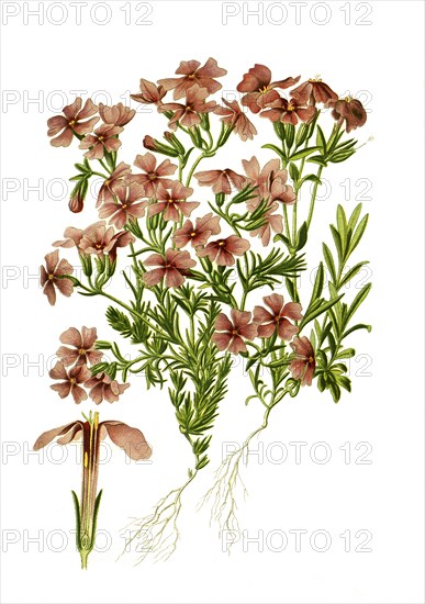 Phlox Subulata Var.