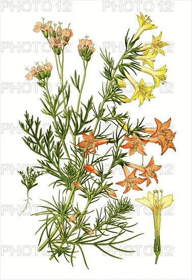 Gilia Coronopifolia