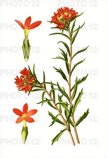 Collomia Coccinea. Sperrkrautgewächs