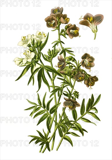 Polemonium Caeruleum